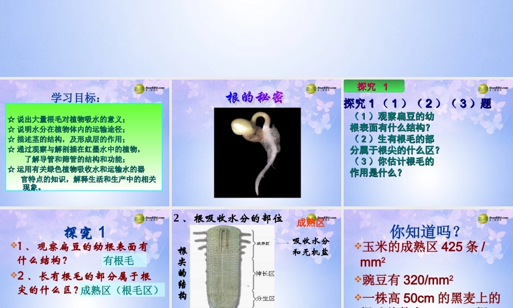 中学七年级生物上册 水分进入植物体的途径课件 鲁科版 课件