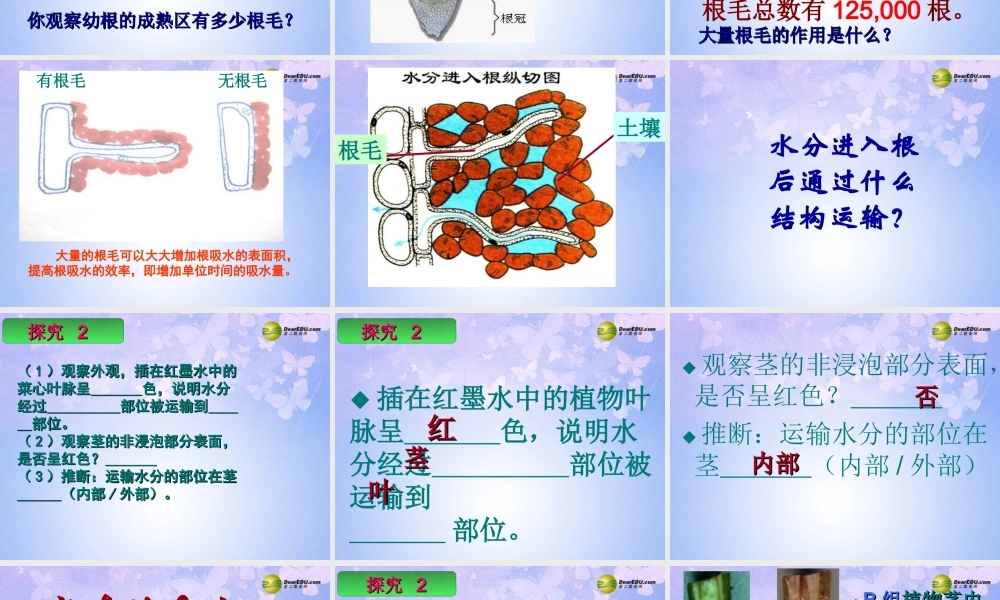 中学七年级生物上册 水分进入植物体的途径课件 鲁科版 课件
