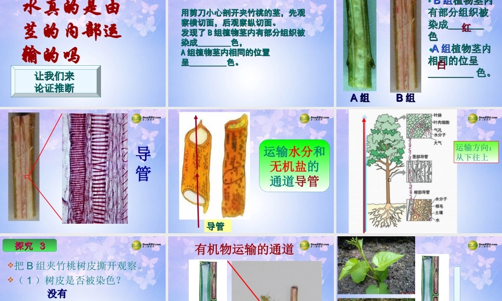 中学七年级生物上册 水分进入植物体的途径课件 鲁科版 课件