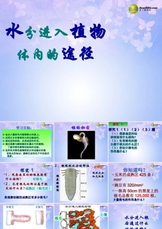 中学七年级生物上册 水分进入植物体的途径课件 鲁科版 课件