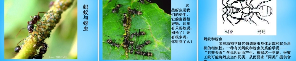 七年级语文下册 18 甘露的秘密课件 鄂教版 课件