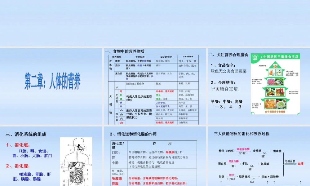 九年级生物 第四单元第二章人体的营养课件 人教新课标版 课件