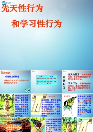 八年级生物上册 第二章 第二节 先天性行为和学习行为课件3 新人教版 课件