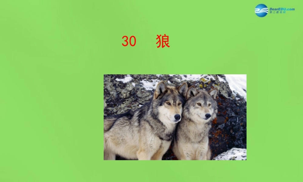 中学七年级语文下册(第30课 狼)课件 新人教版 课件