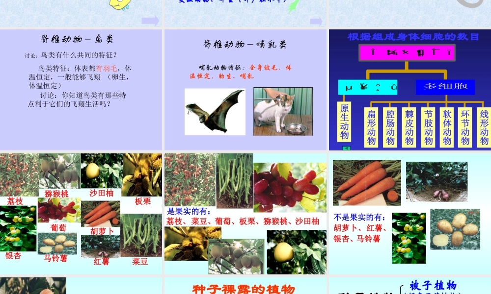 初中科学生物与非生物区别, 植物和动物区别 课件