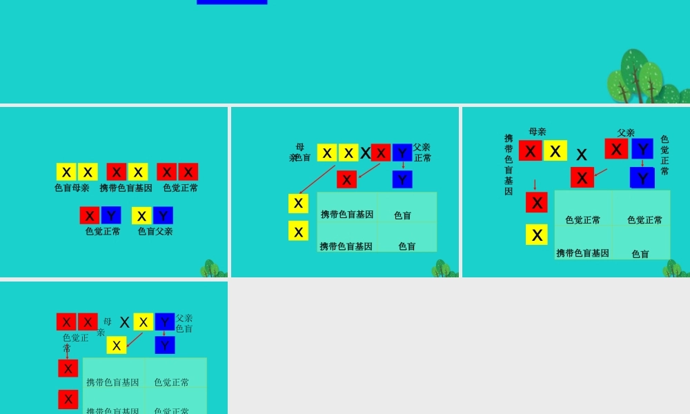 八年级生物上册 第十一章 第三节 人类的遗传 卡片排放活动课件 (新版)北京版 课件
