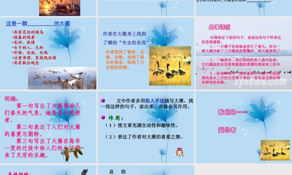 八年级语文下册(大雁归来)课件 新人教版 课件