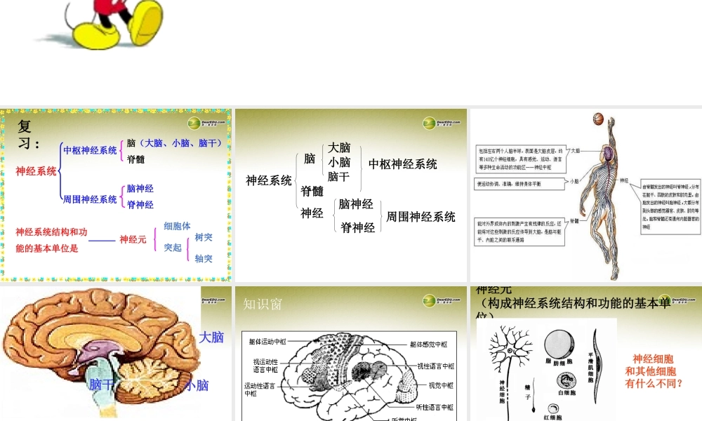 八年级生物下册 第六章 神经系统的组成复习配套课件1 鲁科版 课件