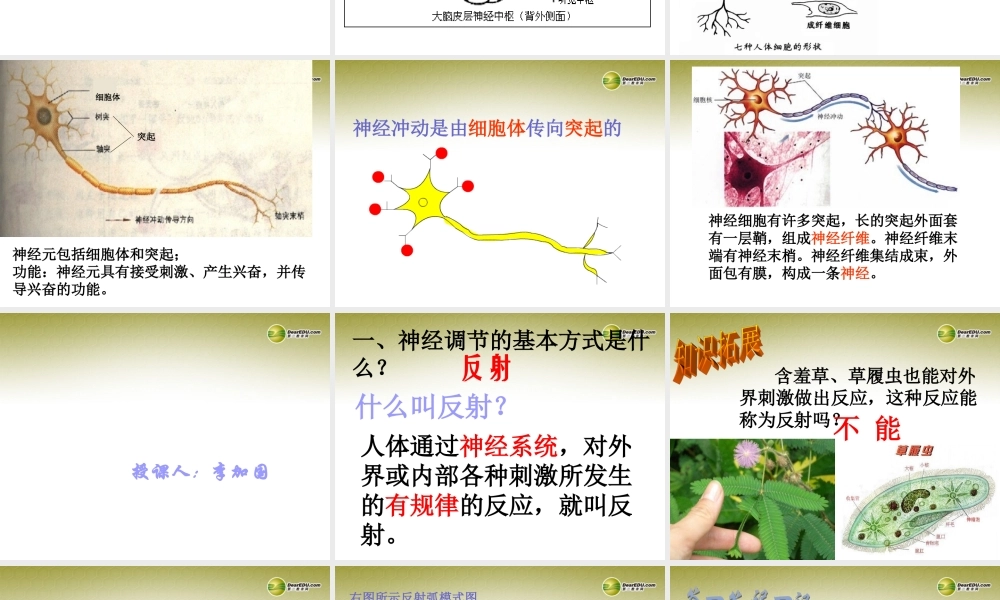 八年级生物下册 第六章 神经系统的组成复习配套课件1 鲁科版 课件