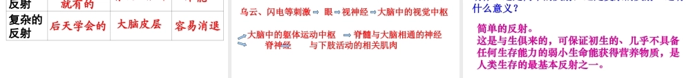 八年级生物下册 第六章 神经系统的组成复习配套课件1 鲁科版 课件