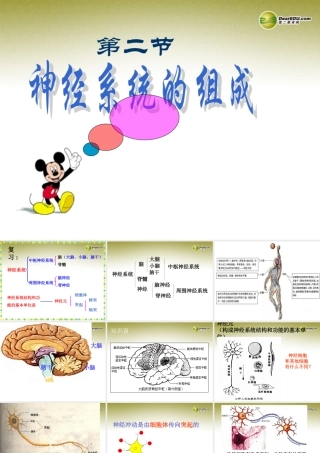 八年级生物下册 第六章 神经系统的组成复习配套课件1 鲁科版 课件