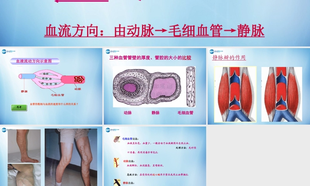 中学七年级生物下册 第四章 第二节 血流的管道-血管课件 (新版)新人教版 课件