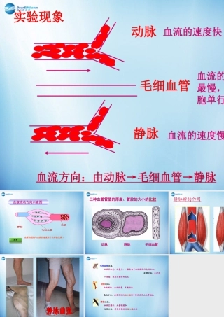 中学七年级生物下册 第四章 第二节 血流的管道-血管课件 (新版)新人教版 课件