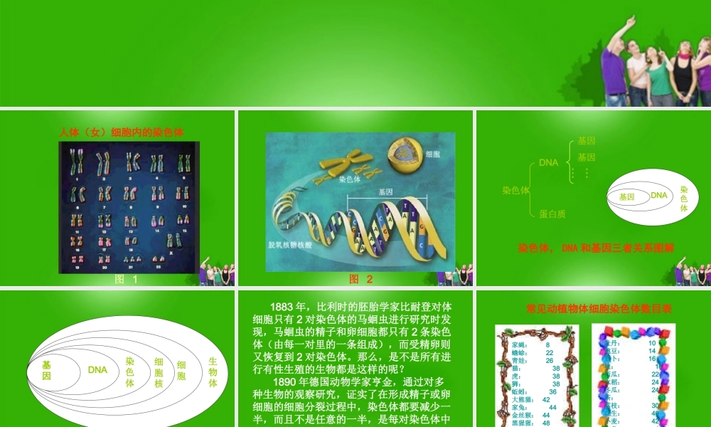 八年级生物下册 基因在亲子代间传递课件 人教新课标版 课件