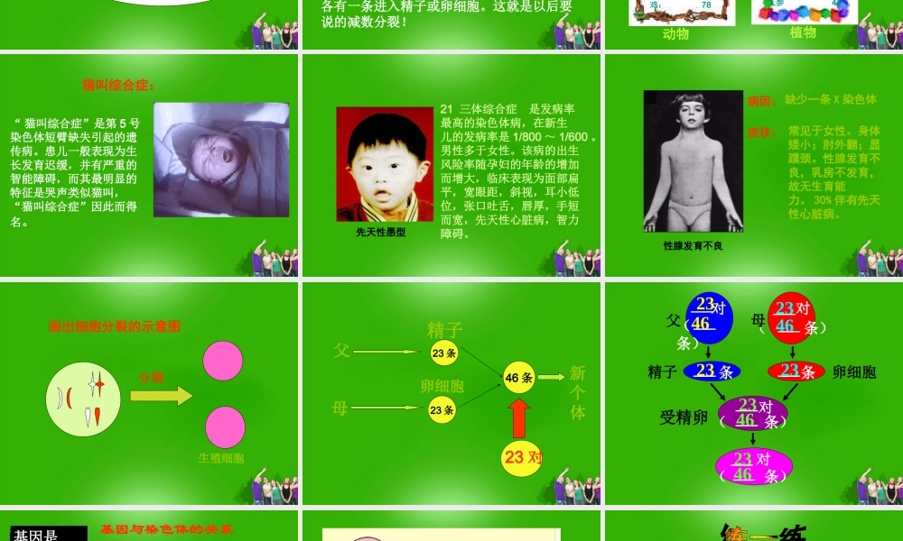 八年级生物下册 基因在亲子代间传递课件 人教新课标版 课件