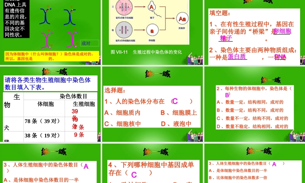 八年级生物下册 基因在亲子代间传递课件 人教新课标版 课件