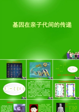 八年级生物下册 基因在亲子代间传递课件 人教新课标版 课件