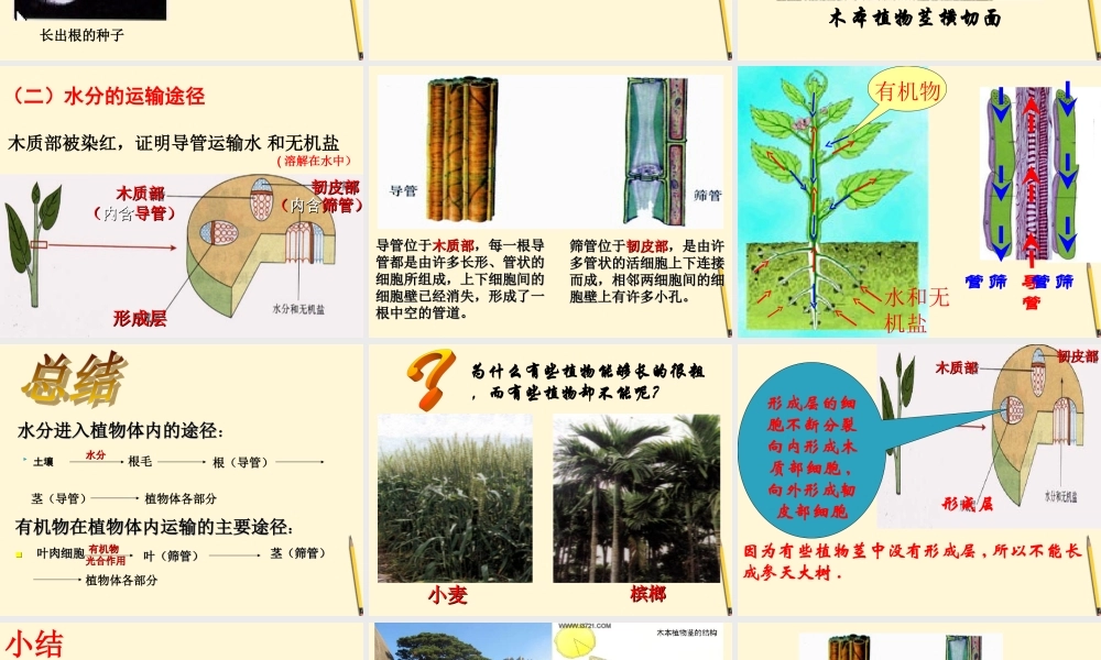 七年级生物 水分进入植物体的途径课件 人教新课标版 课件