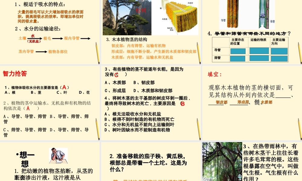 七年级生物 水分进入植物体的途径课件 人教新课标版 课件