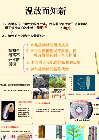 七年级生物 水分进入植物体的途径课件 人教新课标版 课件