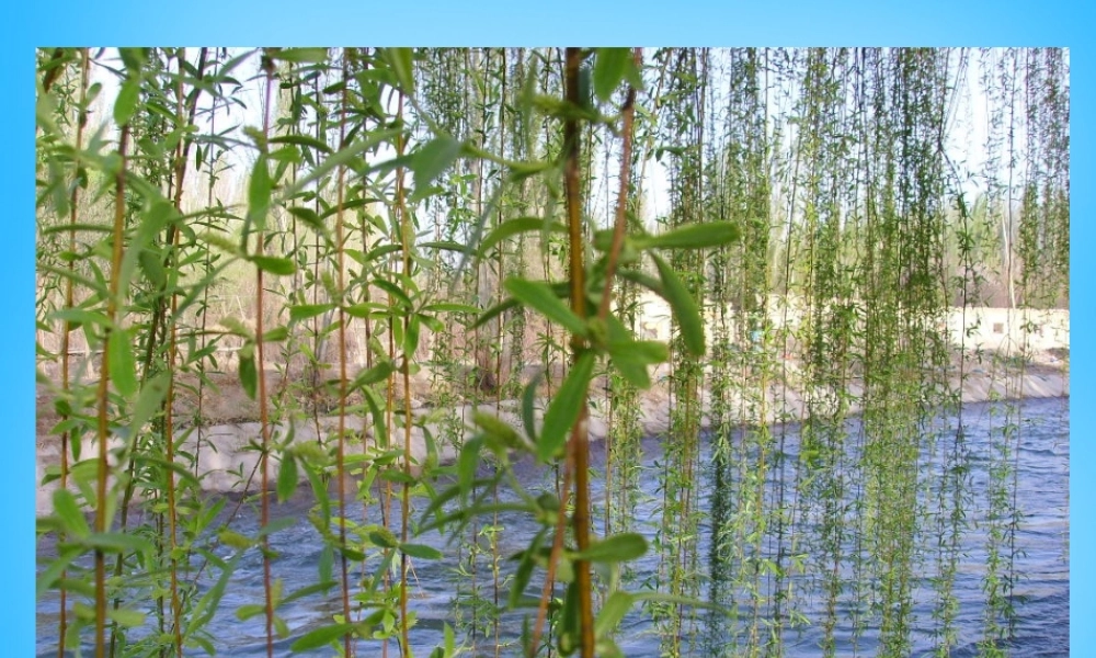 中学七年级语文下册 第10课 柳叶儿课件 (新版)苏教版 课件