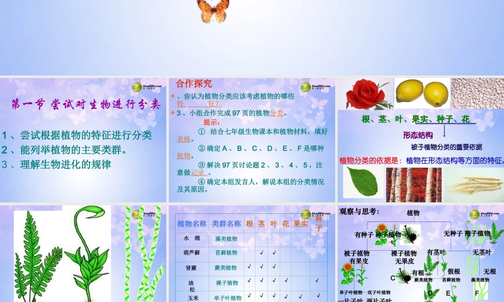 八年级生物上册 1.1 尝试对生物进行分类课件 新人教版 课件