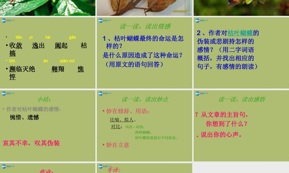 中学七年级语文上册 24 枯叶蝴蝶课件 鲁教版五四制 课件