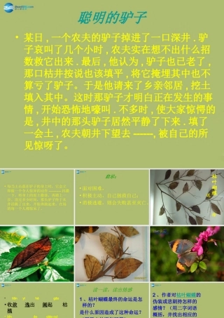 中学七年级语文上册 24 枯叶蝴蝶课件 鲁教版五四制 课件