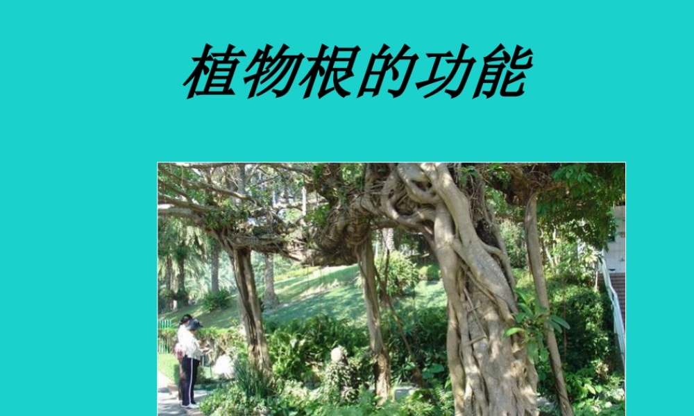 七年级生物上册 第四章 第一节 绿色植物的生活需要水和无机盐需要 植物根的功能课件 (新版)北京版 课件