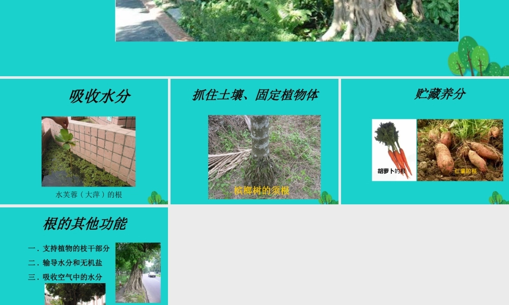 七年级生物上册 第四章 第一节 绿色植物的生活需要水和无机盐需要 植物根的功能课件 (新版)北京版 课件