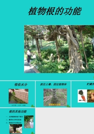 七年级生物上册 第四章 第一节 绿色植物的生活需要水和无机盐需要 植物根的功能课件 (新版)北京版 课件