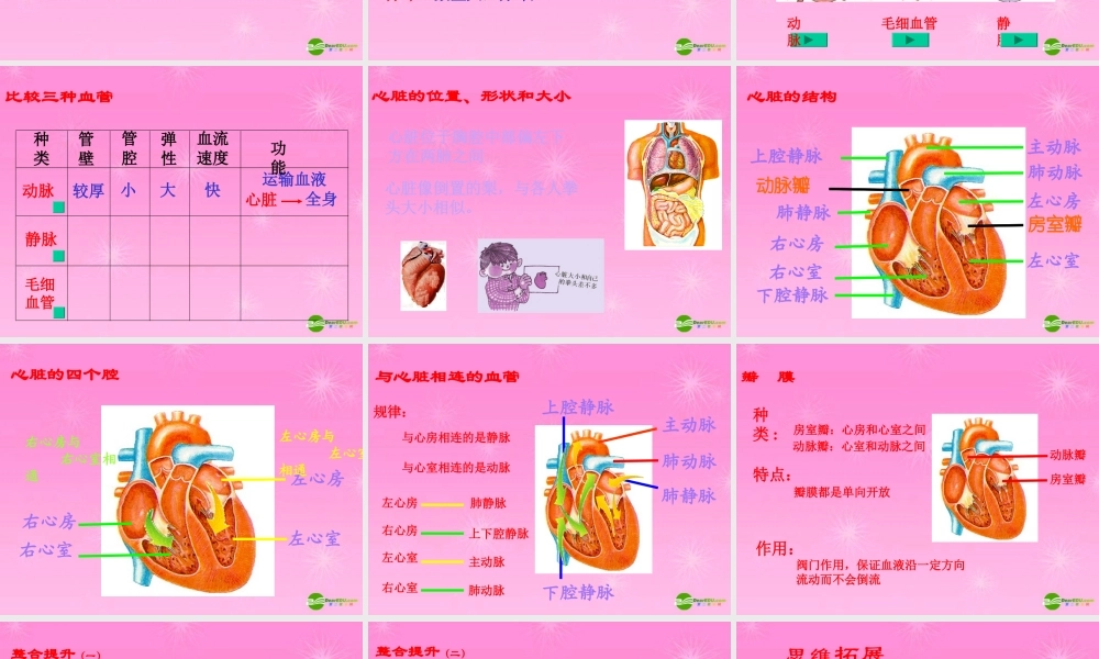 七年级生物 血液循环课件 苏教版 课件