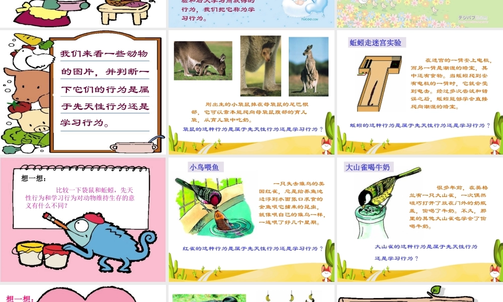 八年级生物新人教版先天性行为和学习行为ppt 课件