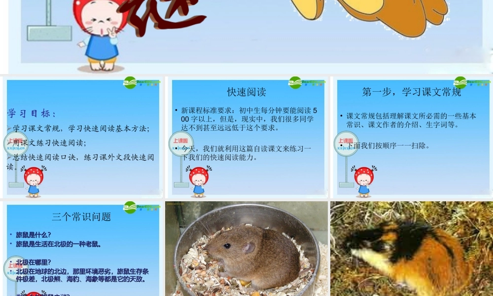 八年级语文下册 (旅鼠之谜)教学课件 人教新课标版 课件