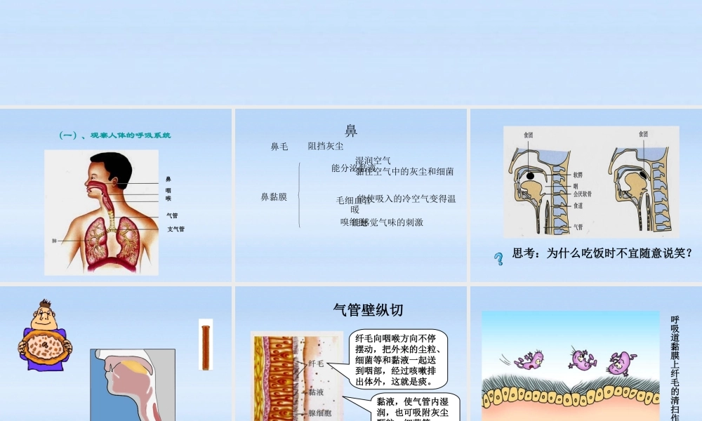 七年级生物上册 第六章能量与呼吸第2节人体的呼吸课件 苏科版 课件