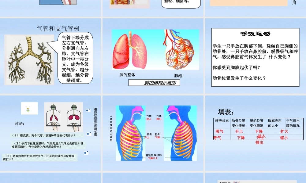 七年级生物上册 第六章能量与呼吸第2节人体的呼吸课件 苏科版 课件