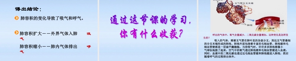 七年级生物上册 第六章能量与呼吸第2节人体的呼吸课件 苏科版 课件