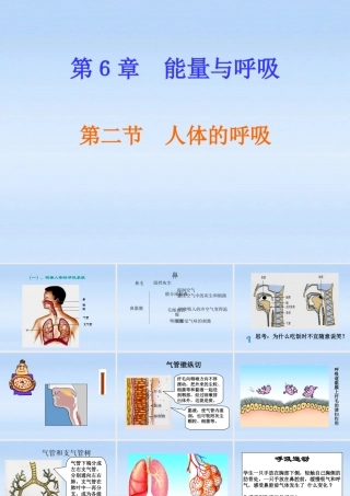 七年级生物上册 第六章能量与呼吸第2节人体的呼吸课件 苏科版 课件
