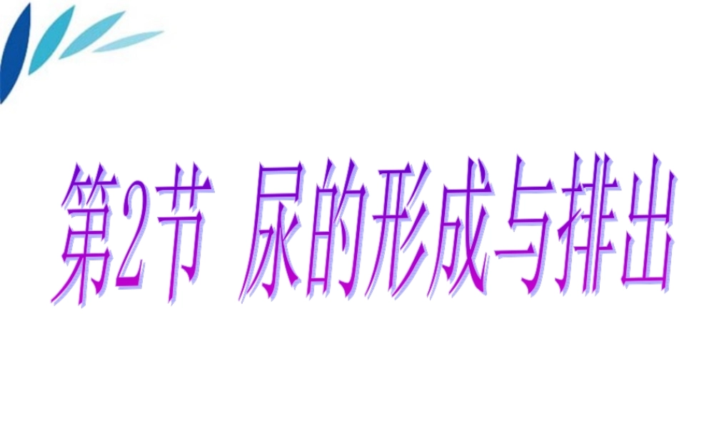 七年级生物下册 尿的形成和排出课件 北师大版 课件