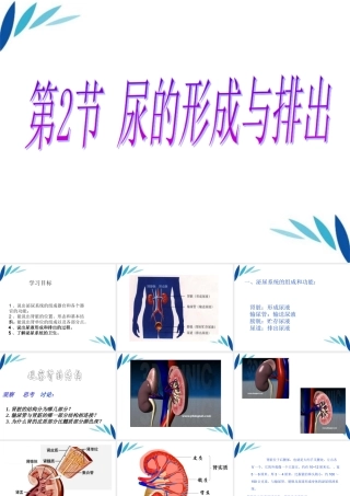 七年级生物下册 尿的形成和排出课件 北师大版 课件