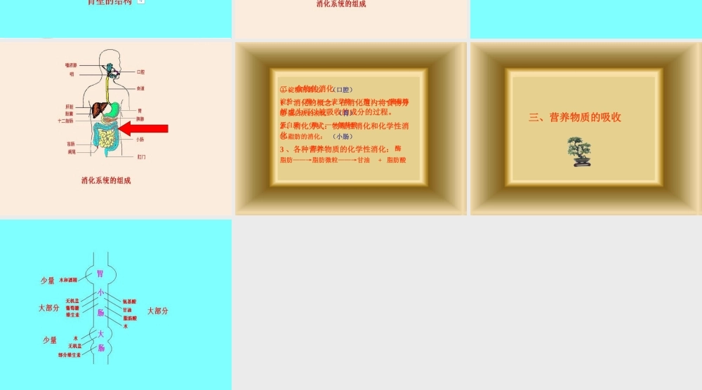 七年级生物下册：第四单元第二章第二节消化和吸收1课件 人教版 课件