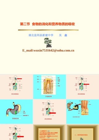 七年级生物下册：第四单元第二章第二节消化和吸收1课件 人教版 课件