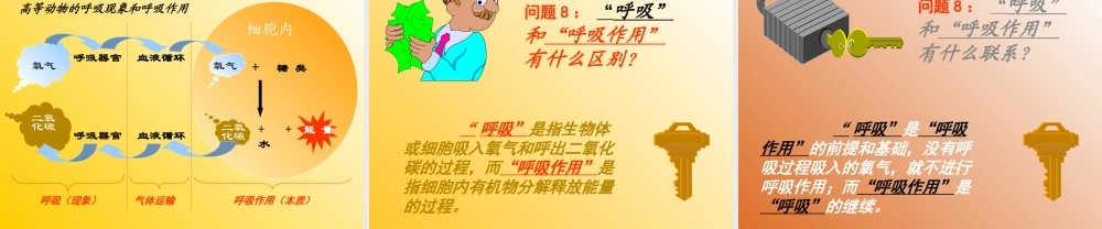 七年级生物 呼吸的实质和意义课件 人教新课标版 课件
