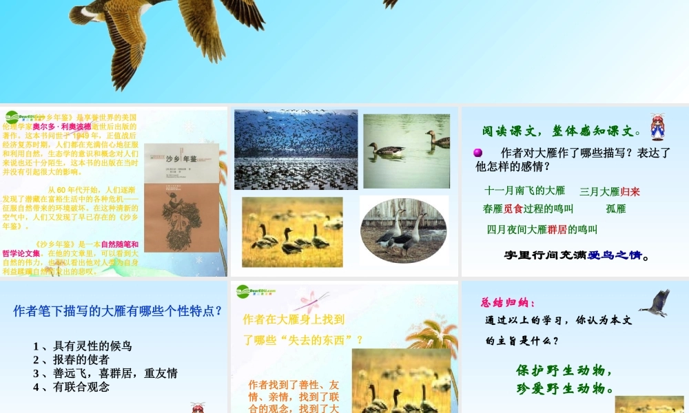八年级语文下册(大雁归来)课件 人教新课标版 课件