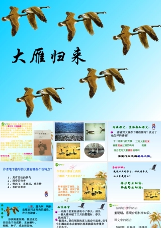 八年级语文下册(大雁归来)课件 人教新课标版 课件