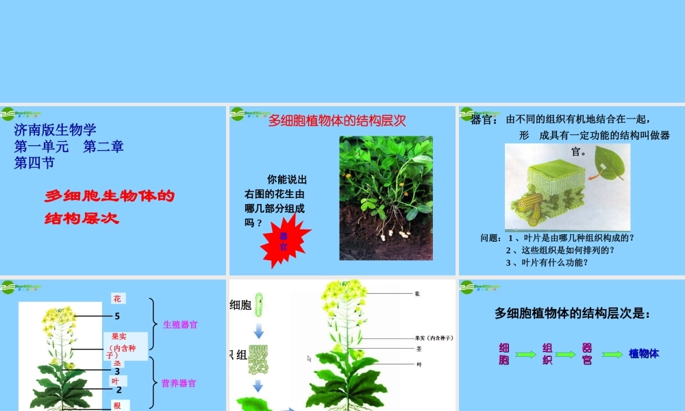七年级生物上册 多细胞生物体的结构层次课件 济南版 课件
