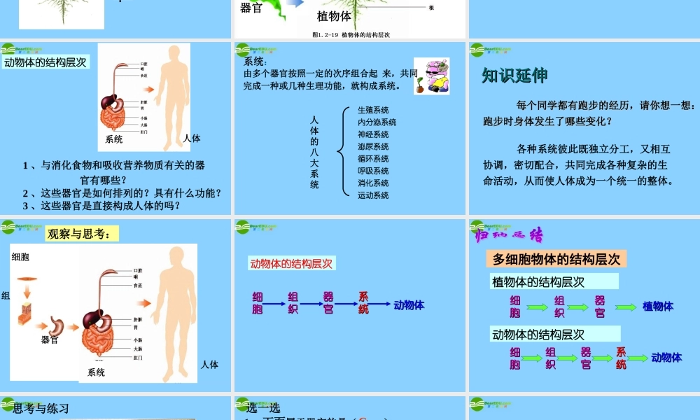 七年级生物上册 多细胞生物体的结构层次课件 济南版 课件
