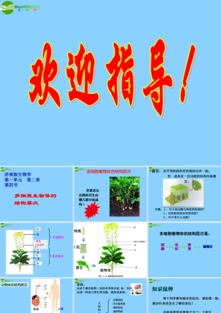七年级生物上册 多细胞生物体的结构层次课件 济南版 课件