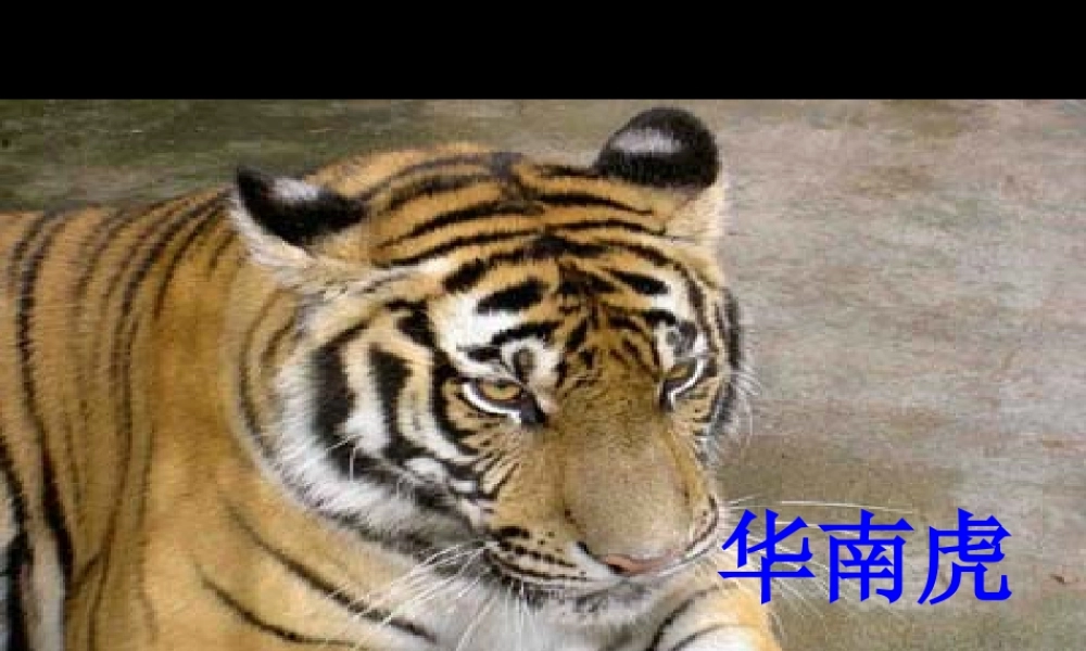 七年级语文华南虎课件