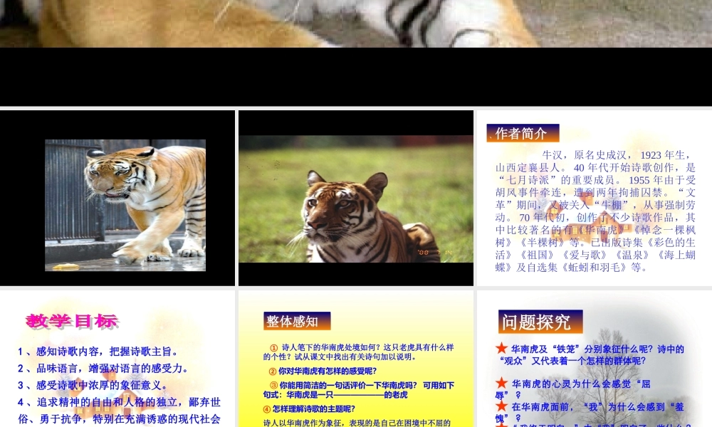 七年级语文华南虎课件